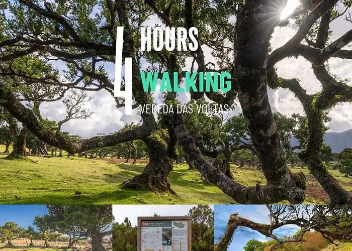 Nature Retreat - Laurel Forest Luxussátor